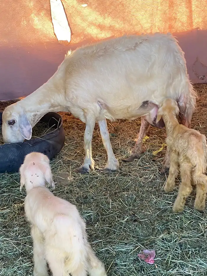 نعجه صفرا عليها رخلين والده اليوم ديد مكفل رقم واحد 1