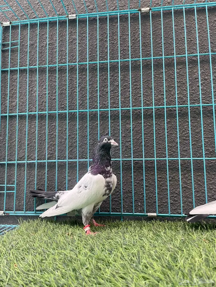 حمام باكستاني 1