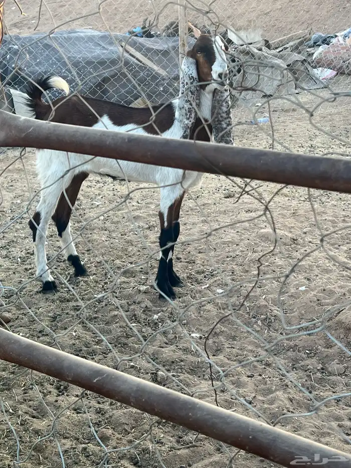 عنز دافع وثنية 5