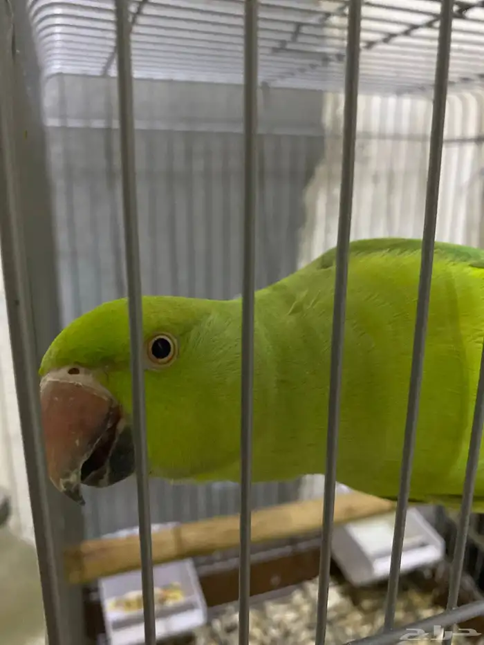 بغبغاء للبيع 1