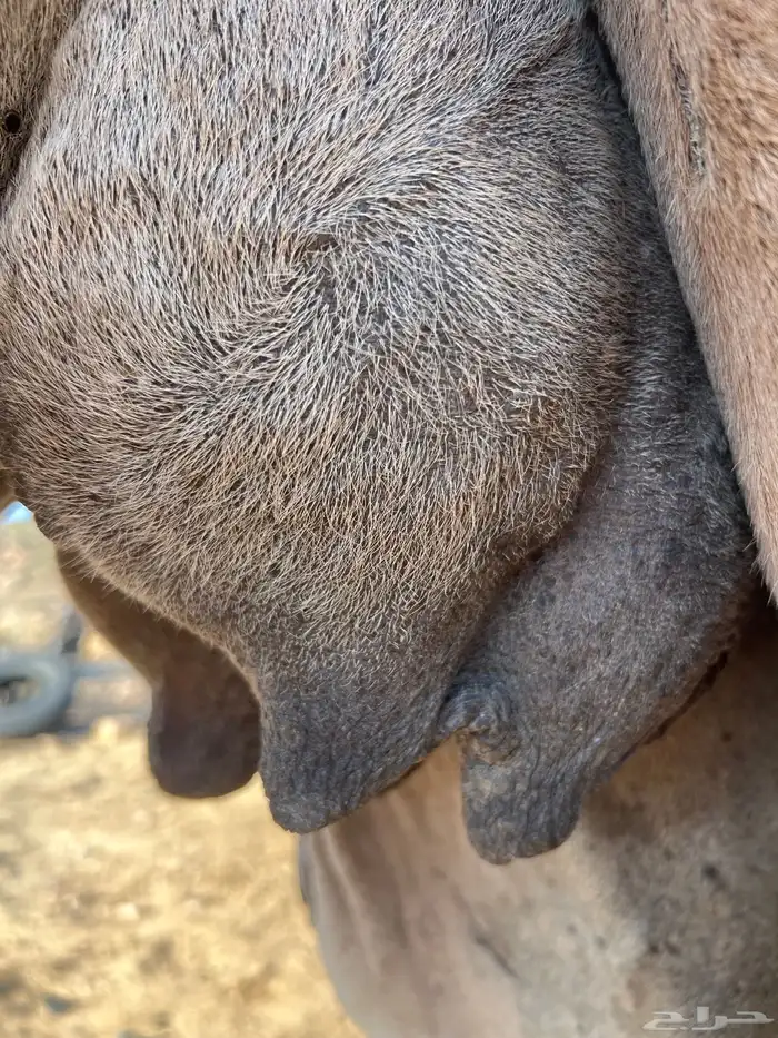 ناقه حمراء ( ملاقي ) للبيع 5