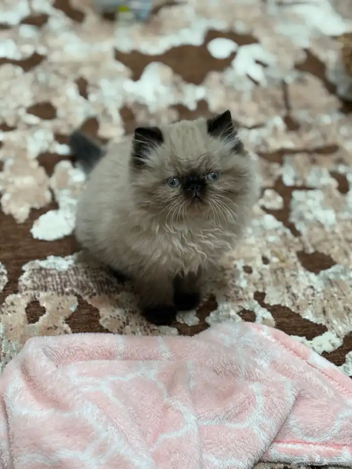 قط صغير للبيع 1