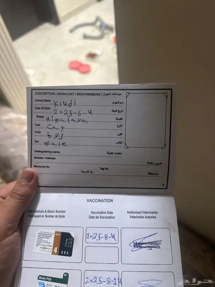 قطه هملايا 4