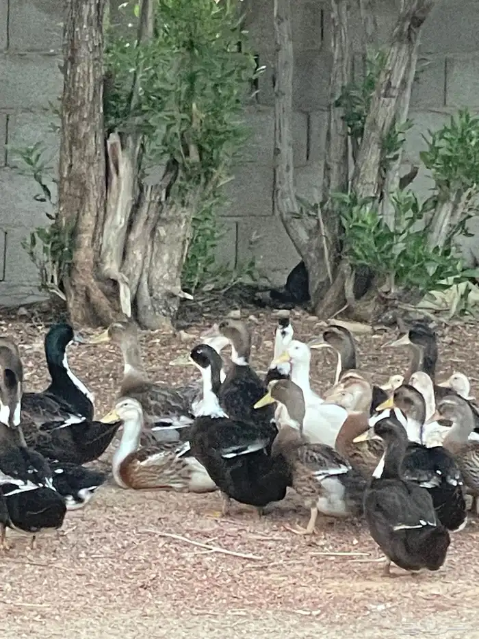 بط شرشيري العمر شهرين 1