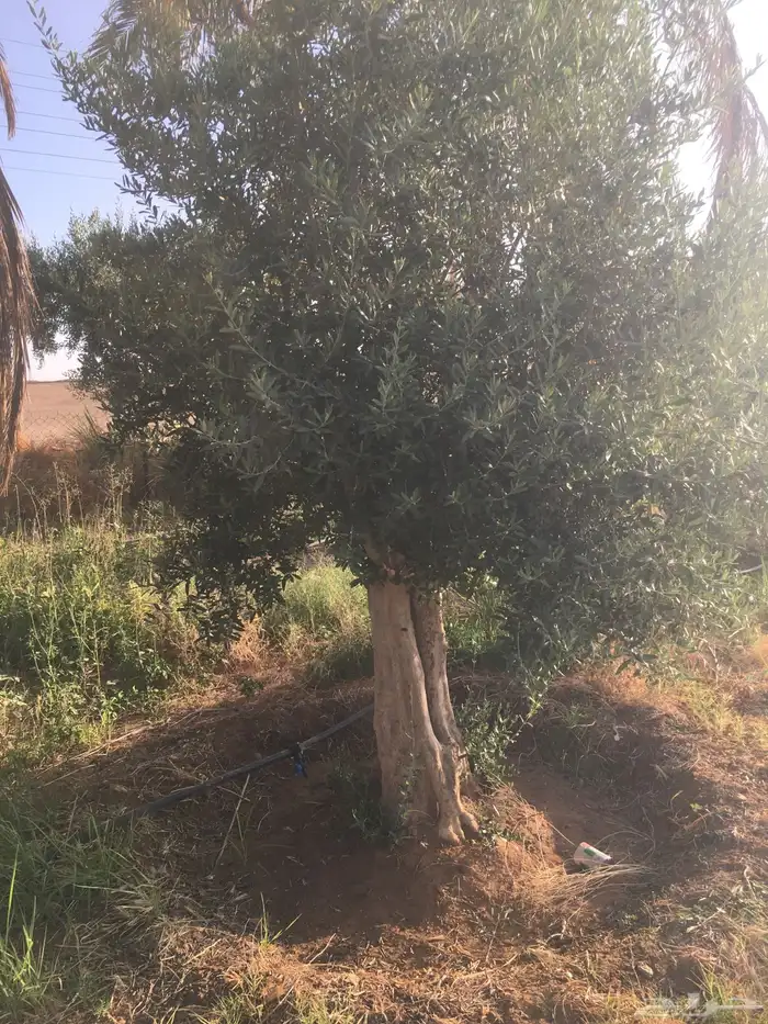 شجرزينون معمر اشجار زيتون كبار معمر ساق إشجار الزيتون تيون 33
