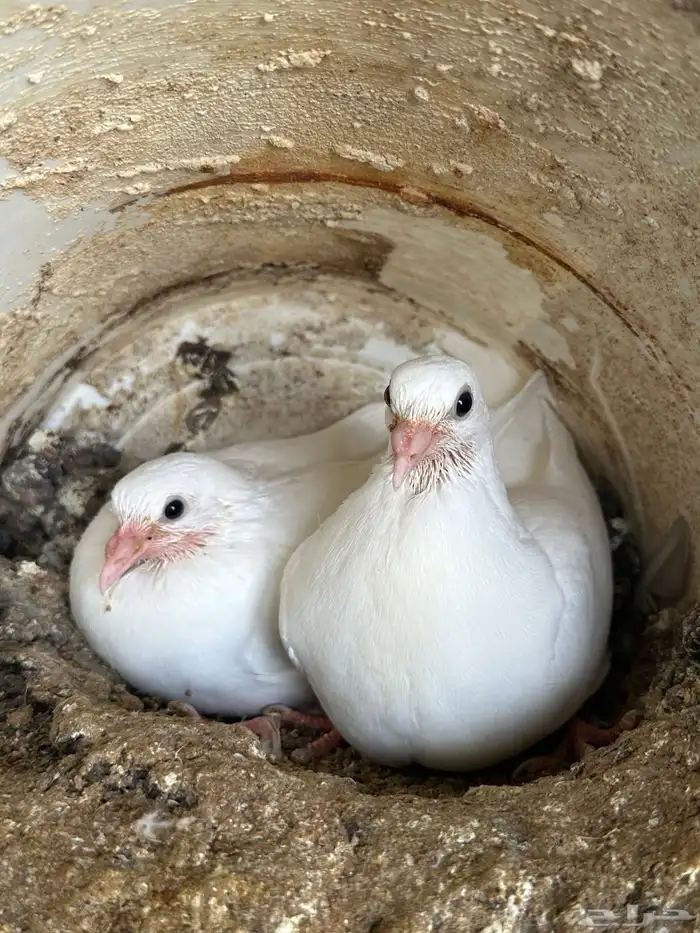 7 اجواز فراخة لاحم فرنسي ( تم البيع ) 1