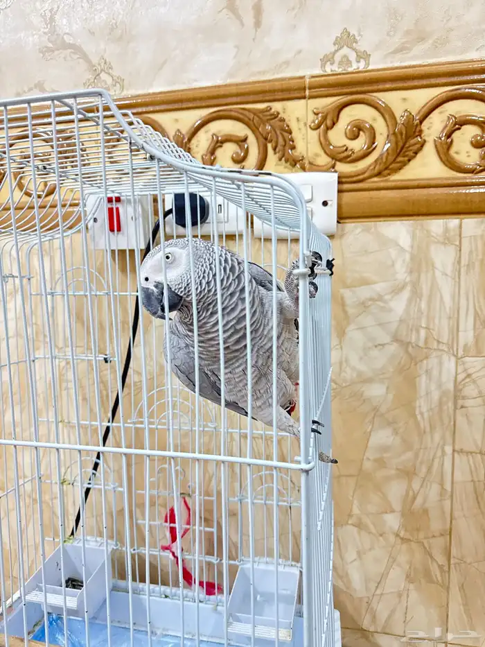 ببغاء كاسكو للبيع 0