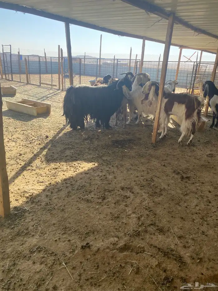 معزي دفيع حصيب العدد 11 بلفحل مشاريك 2