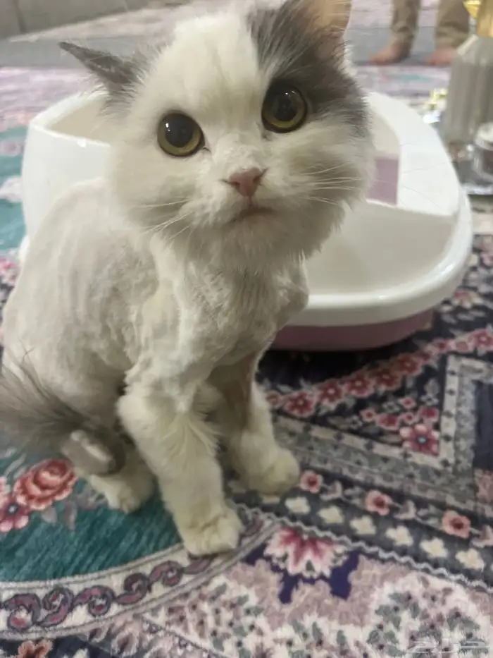 قطوه شيرازي العمر سنه 0