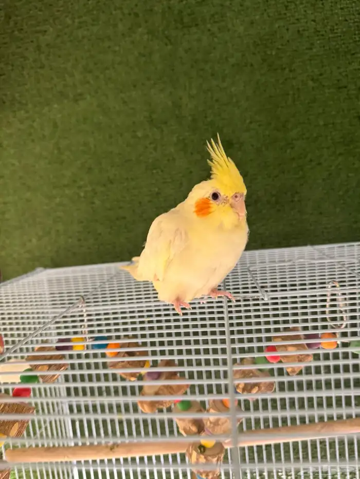 كروان اليف وغير اليف 2