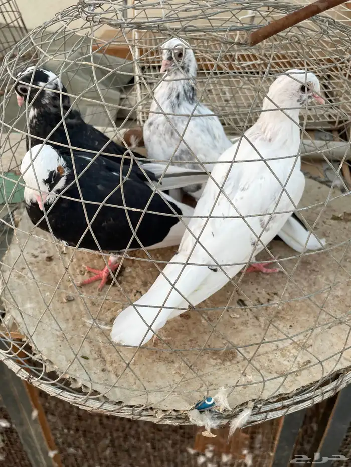 حمام قطيفي 0