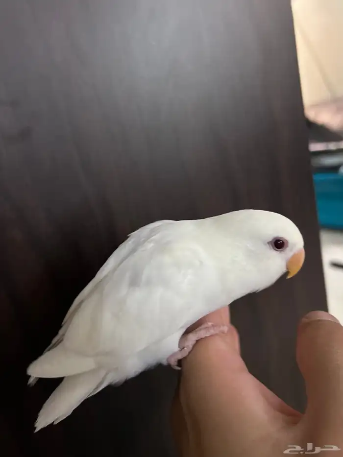 ببغاء روز اليف جدا مناسب للاطفال شرط صحه و نظافه 2