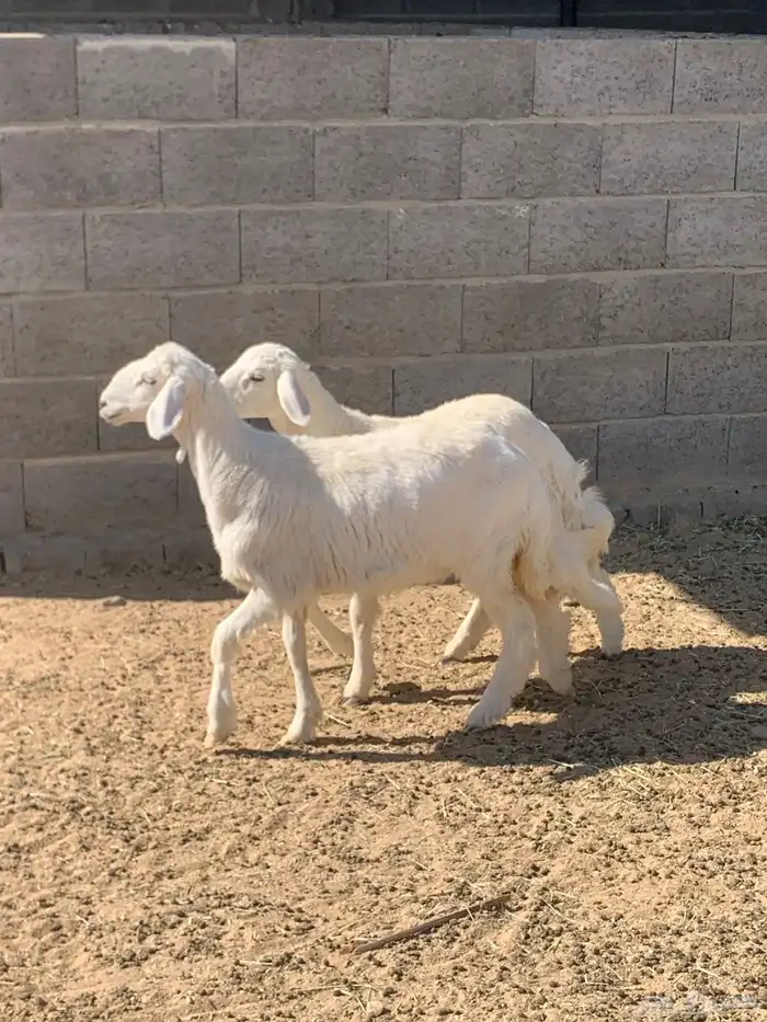 للبيع رخلين 0