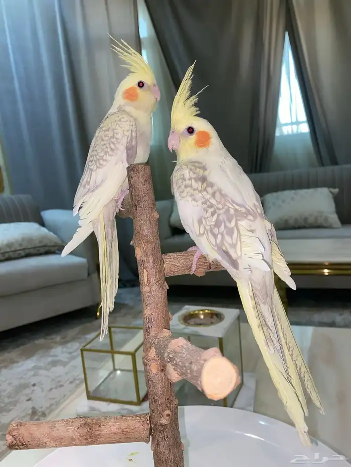 كروان اليف 2