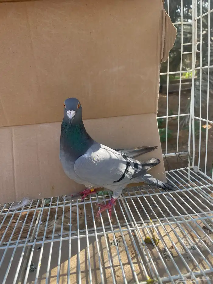 زاجل بلجيكي بيور تحته فروخ 2