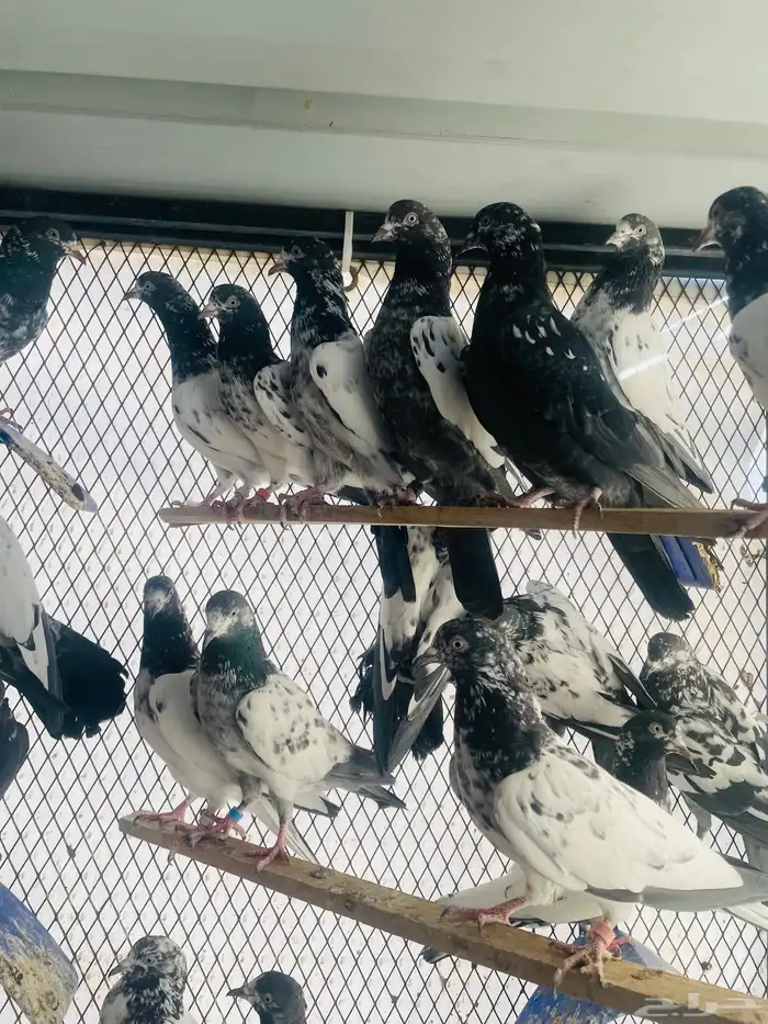 حمام باكستاني 0