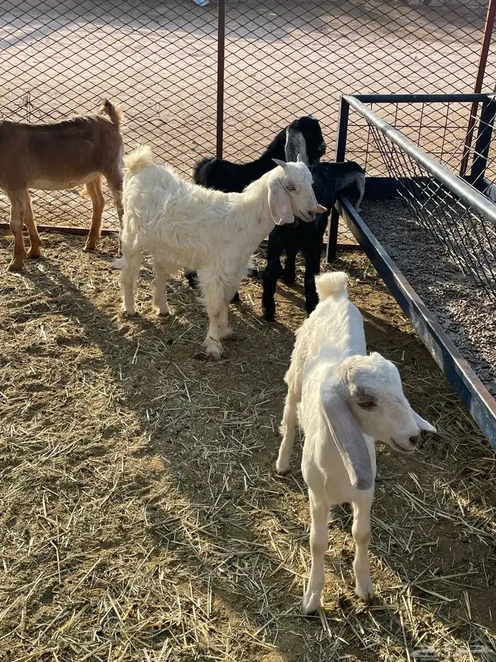 جفرات وتيوس 16