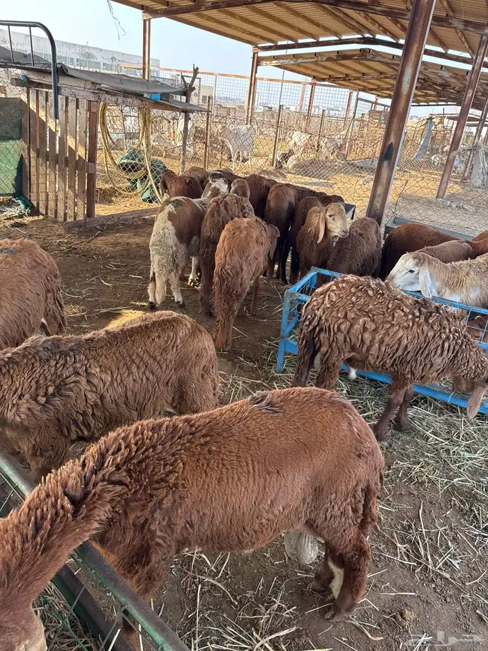 موسسة كنوز البراري للبيع المواشي 1