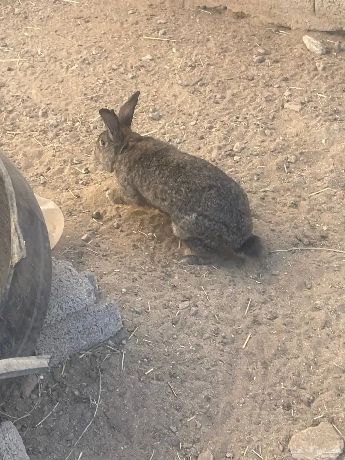 ديك وارانب للبيع 2