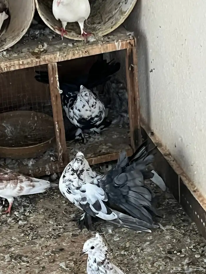 عشة حمام كامله للبيع 1