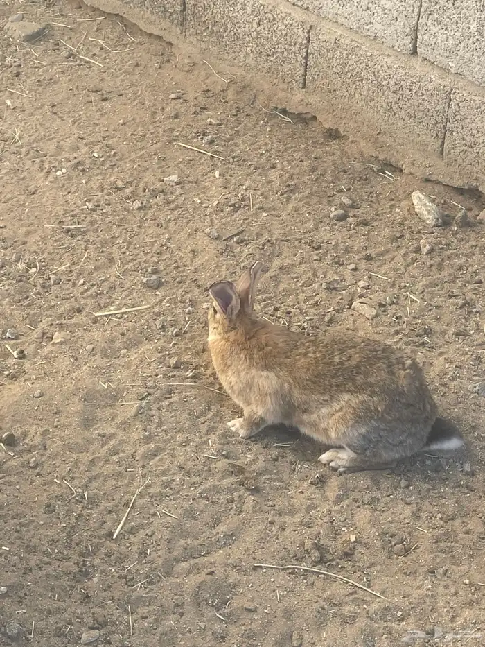 ديك وارانب للبيع 3
