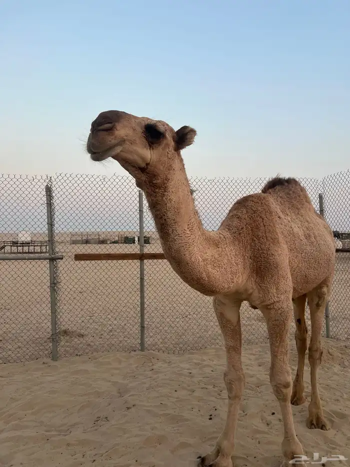 للبيع قعود حق كفو ساسه طيب 2