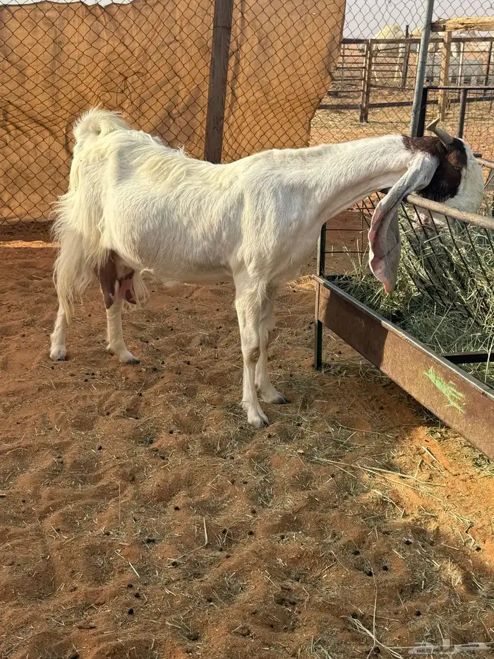 عنز مطوره حاصب 2