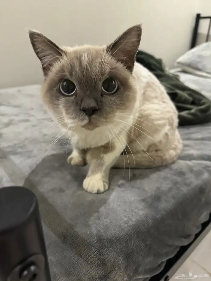 قطه هجين هملايا للتبني 0