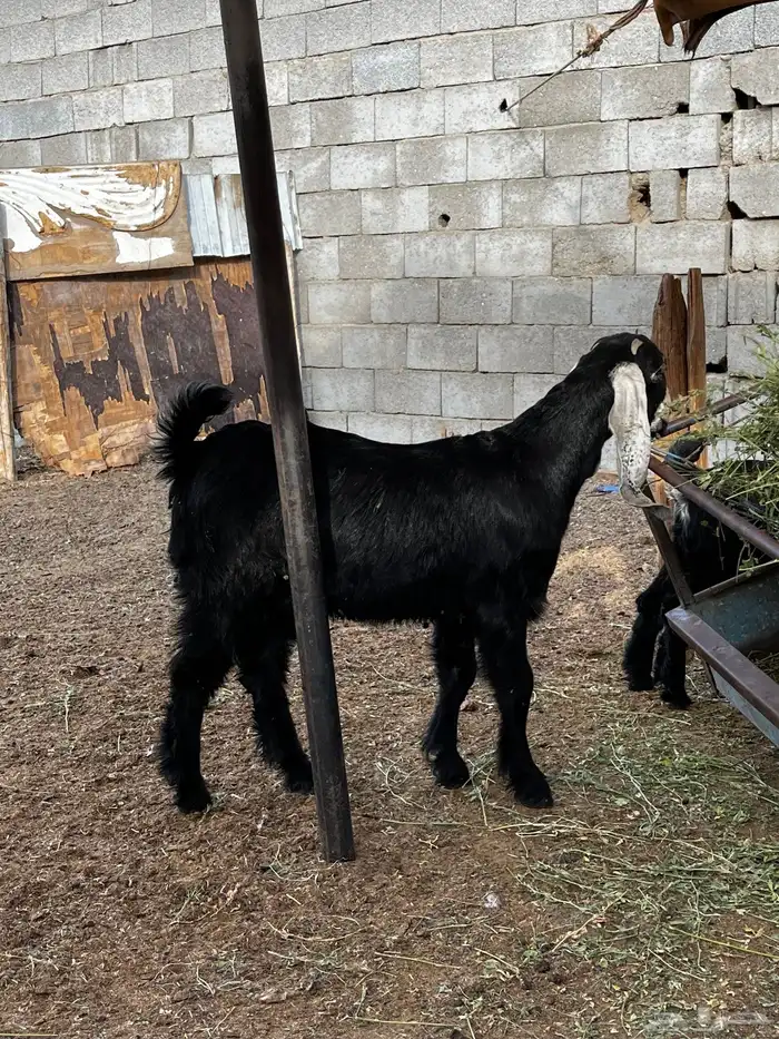 جفره طيب لبانيه 1