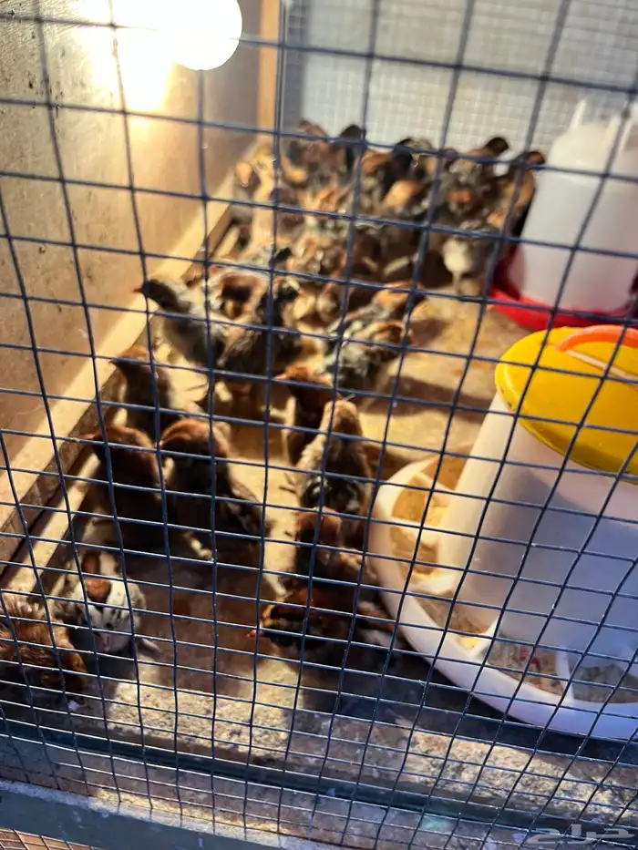 صوص دجاج فيومي فرنسي ألمنيوم 4