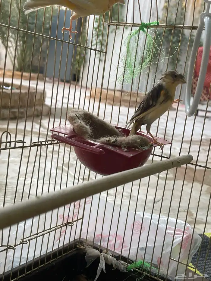 كناري سوري 10