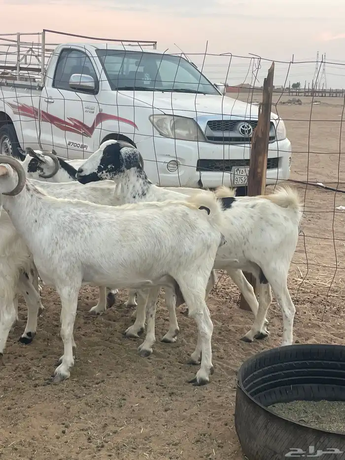 معزا جنوبيات دفيع مراح منوة القاني تبارك الرحمن تم البيع 2