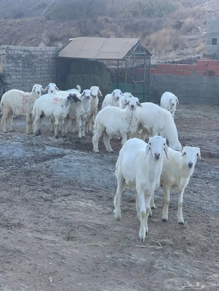 طليان حري للبيع 1