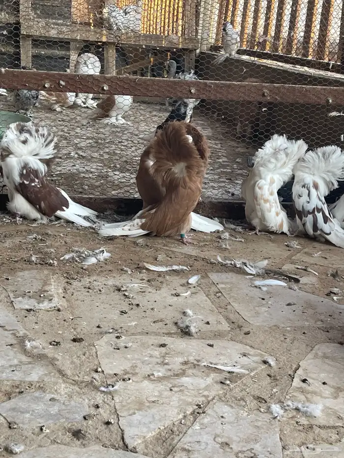 حمام زينه جاكوبين بو فوطه 3