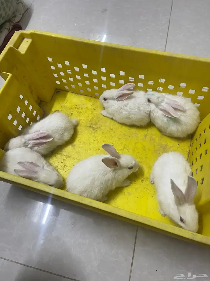 ارانب صغار فرنسي 1