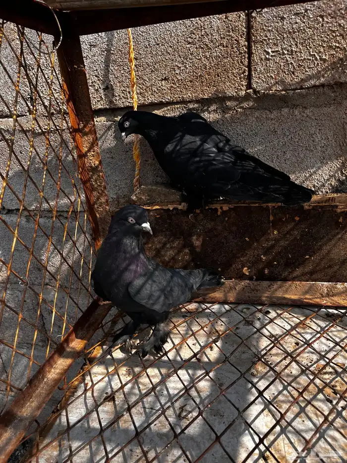 حمام تركي اسود لمعه 3