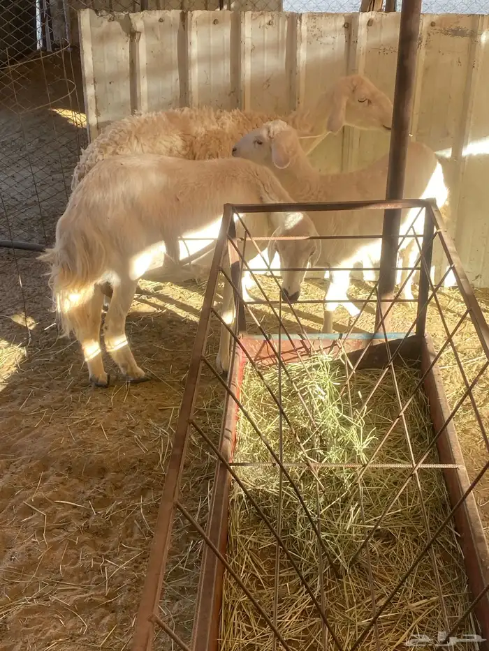 ضان متابيع 4