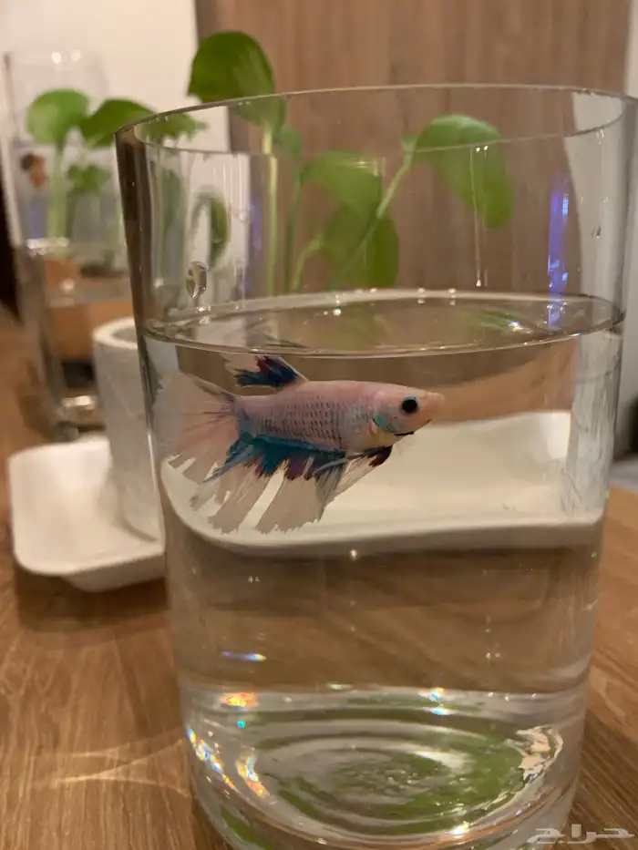 سمك زينه للبيع 3