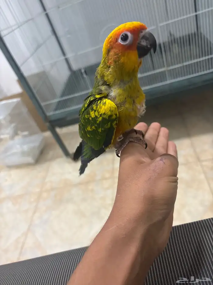 صن كنيور فرخ 2