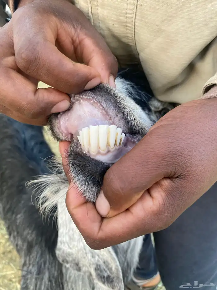 عنزين خلفات تامات 2