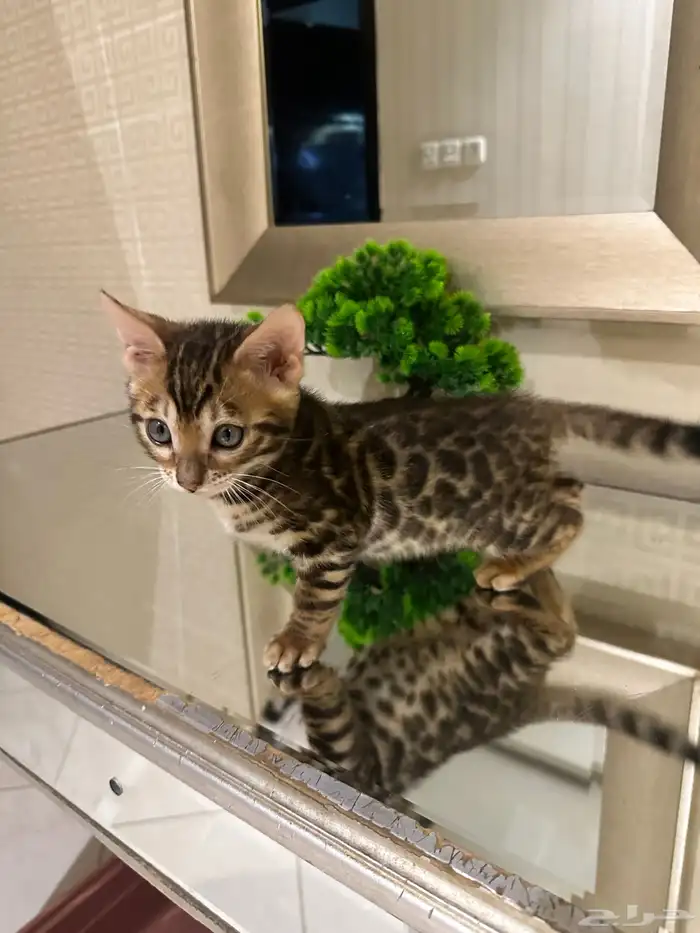 قطط بنغال للبيع 1