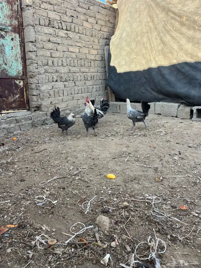 دجاج فيومي أصلي 5