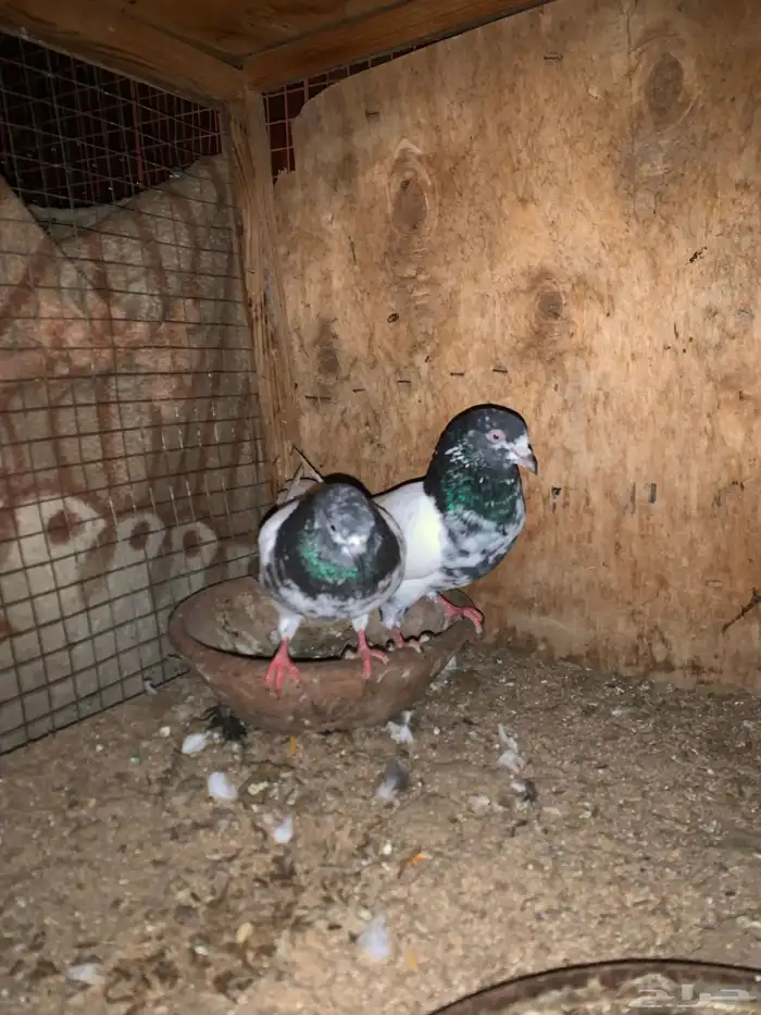 جوزين باكستاني تيدي فاخر 5