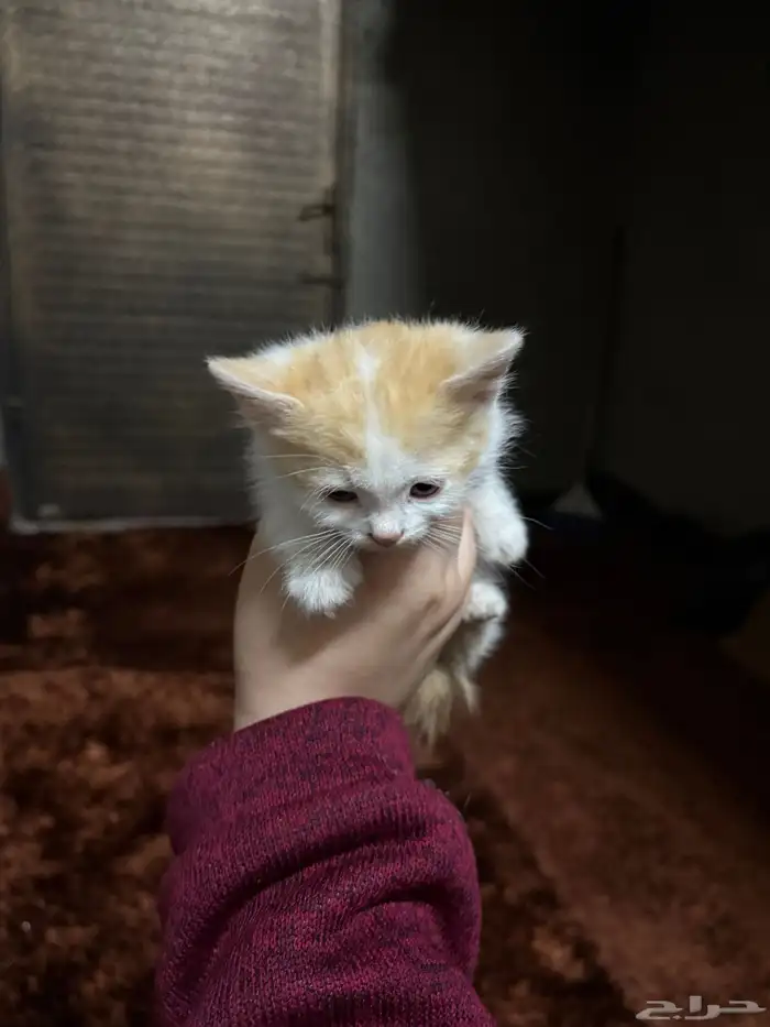 قطط للتبني 4