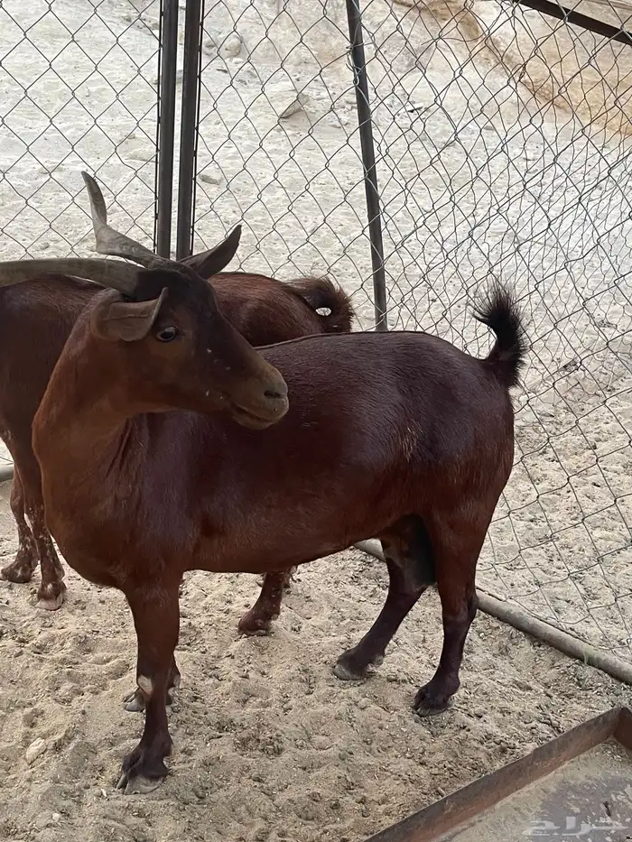 الموقع (ثلوث المنظر) 3