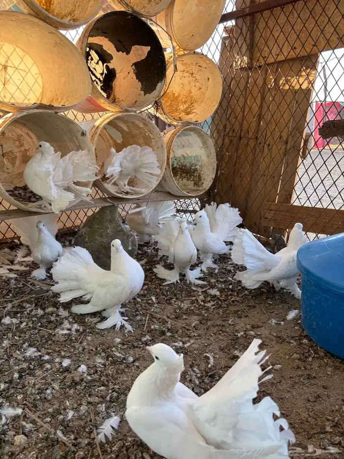 للبيع حمام رقاص ابيض 6