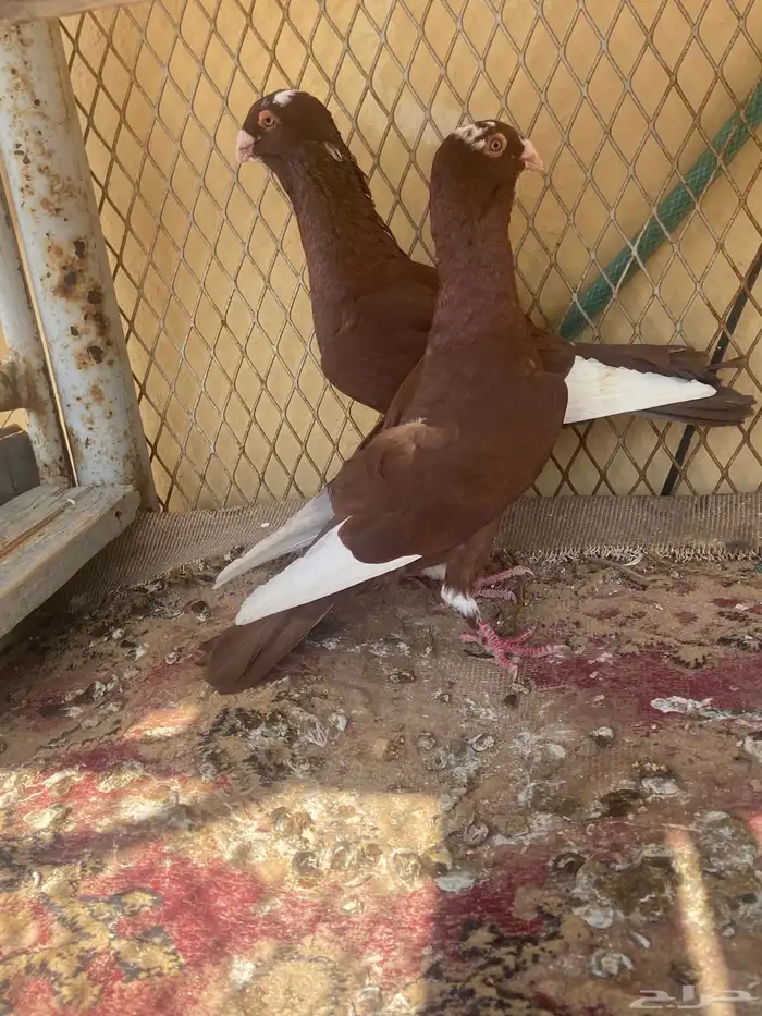 حمام مسويد حمر 3