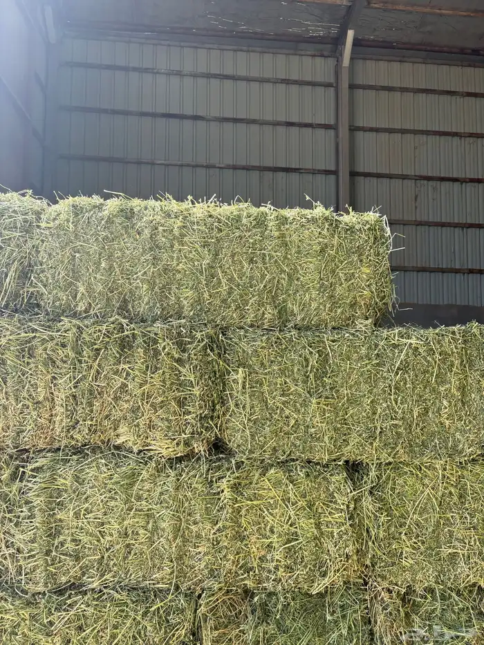 برسيم صافي مخزن مع التوصيل 3