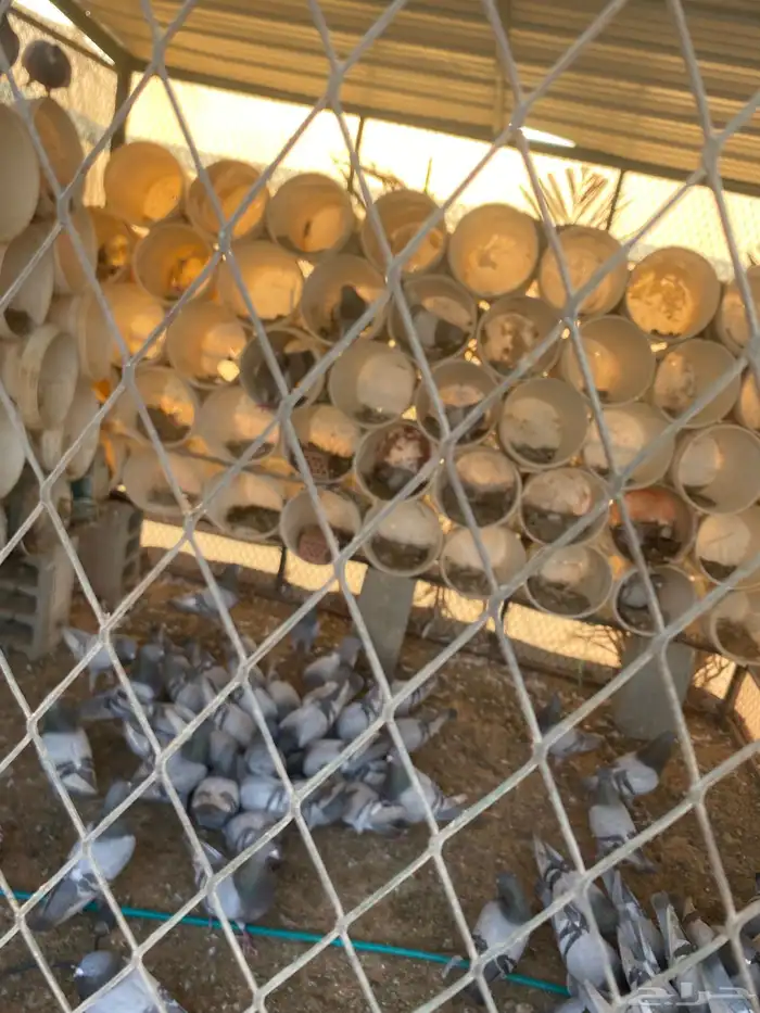 مشروع حمام منتج 11