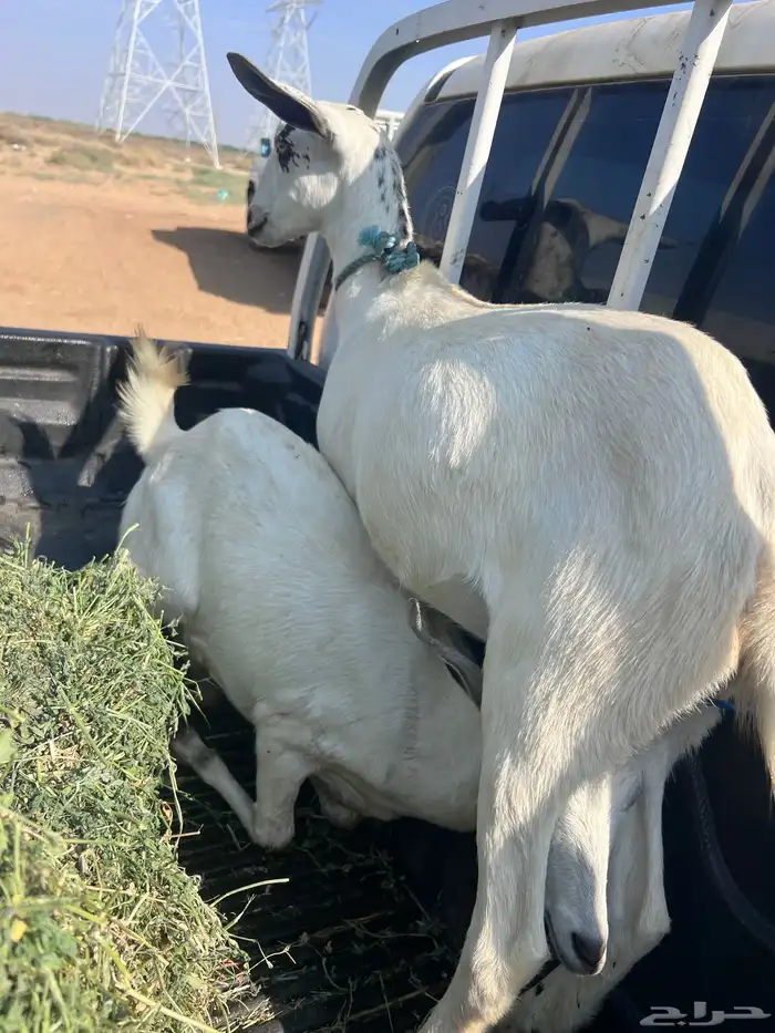 عنقان للبيع 2